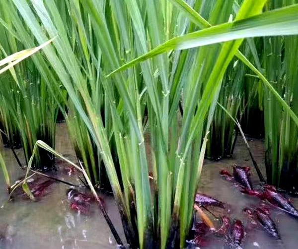 蝦稻共作立體種植技術(shù)